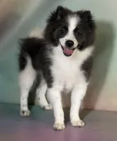 Aca blue sparky , a male Pomeranian for sale in Canton, OH – 7 of 8