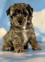 Classy , a female Poodle - Toy  for sale in Canton, OH – 3 of 6