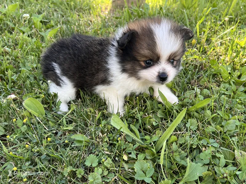 ACA Minnie – Pomeranian puppy for sale in Canton, OH
