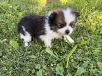 ACA Minnie, a female Pomeranian for sale in Canton, OH – 1 of 3