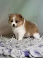 Carmen blue eye , a female Pomeranian for sale in Canton, OH – 3 of 5