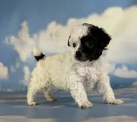 Cruella , a female Poodle - Toy  for sale in Canton, OH – 5 of 6