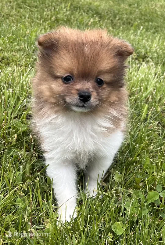 ACA  squirt – Pomeranian puppy for sale in Canton, OH