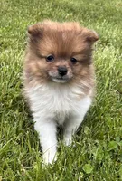 ACA  squirt, a male Pomeranian for sale in Canton, OH – 1 of 4