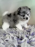 Chanel, a female Pomeranian for sale in Canton, OH – 3 of 6
