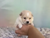 Tipton, a male Pomeranian for sale in Canton, OH – 6 of 6