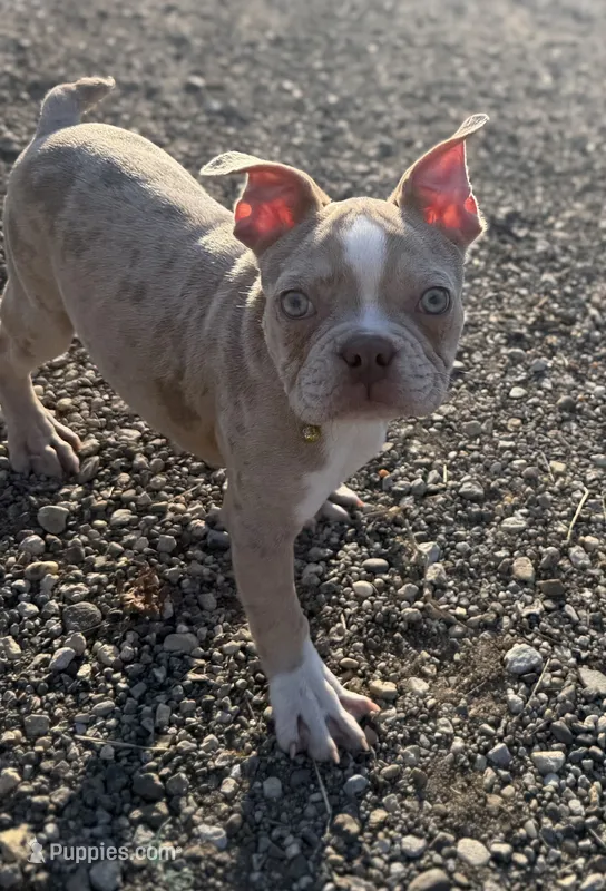 Lennox  – Frenchton puppy for sale in Canton, OH