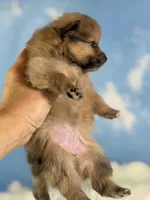 Aca Penny, a female Pomeranian for sale in Canton, OH – 6 of 7