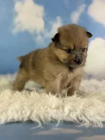 Aca Penny, a female Pomeranian for sale in Canton, OH – 2 of 7