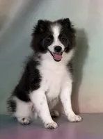 Aca blue sparky , a male Pomeranian for sale in Canton, OH – 1 of 8