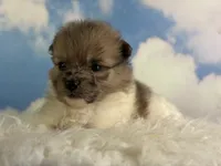 ACA Pixel , a female Pomeranian for sale in Canton, OH – 5 of 7