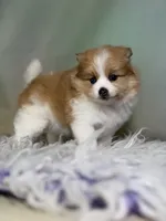 Carmen blue eye , a female Pomeranian for sale in Canton, OH – 2 of 5
