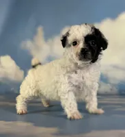 Cruella , a female Poodle - Toy  for sale in Canton, OH – 6 of 6