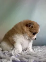 Carmen blue eye , a female Pomeranian for sale in Canton, OH – 4 of 5
