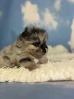 ACA Picasso, a male Pomeranian for sale in Canton, OH – 3 of 5