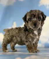 Classy , a female Poodle - Toy  for sale in Canton, OH – 4 of 6