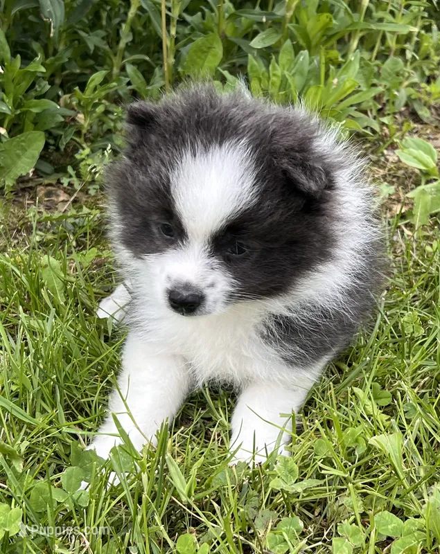 Aca sparky  – Pomeranian puppy for sale in Canton, OH