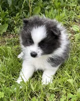 Aca sparky , a male Pomeranian for sale in Canton, OH – 1 of 4