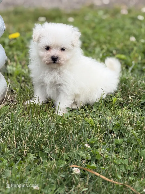 Daisy  – Maltipom puppy for sale in Canton, OH