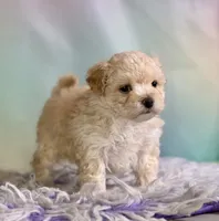 Taffy, a female Maltipoo for sale in Canton, OH – 5 of 6