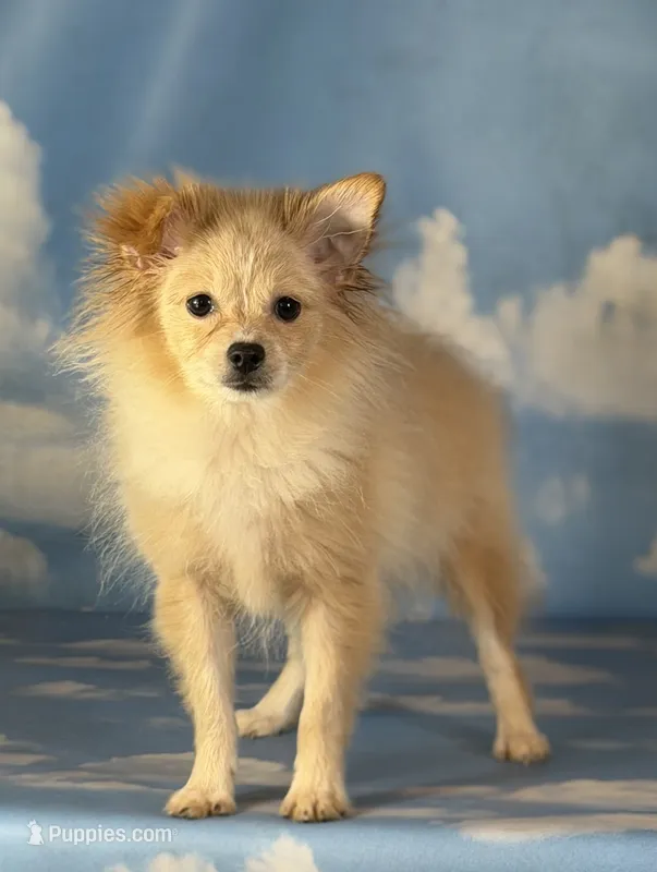 Tipton – Pomeranian puppy for sale in Canton, OH
