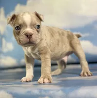 Lennox, a male Frenchton for sale in Canton, OH – 4 of 5