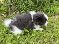 Aca sparky , a male Pomeranian for sale in Canton, OH – 4 of 4