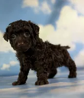 Tiny tim, a male Poodle - Toy  for sale in Canton, OH – 1 of 5