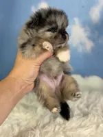 ACA Picasso, a male Pomeranian for sale in Canton, OH – 5 of 5