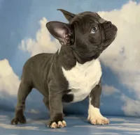 Lionel, a male Frenchton for sale in Canton, OH – 5 of 5
