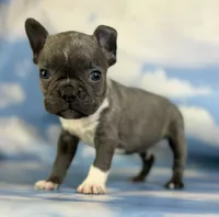 Lionel, a male Frenchton for sale in Canton, OH – 3 of 5