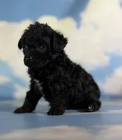 Magic, a female Poodle - Toy  for sale in Canton, OH – 4 of 5