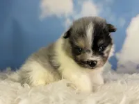 Aca Puzzle , a male Pomeranian for sale in Canton, OH – 6 of 7