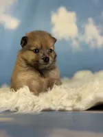 Aca Penny, a female Pomeranian for sale in Canton, OH – 4 of 7