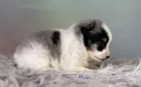 Tux , a male Pomeranian for sale in Canton, OH – 2 of 10