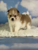 Aca Peanut , a male Pomeranian for sale in Canton, OH – 2 of 5