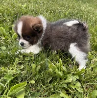 Aca pebbles, a female Pomeranian for sale in Canton, OH – 3 of 4