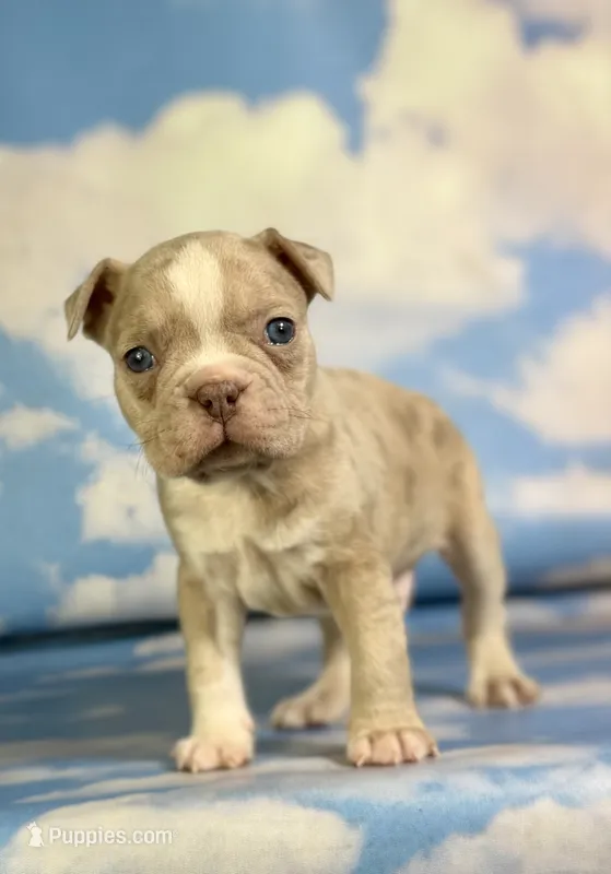 Lennox – Frenchton puppy for sale in Canton, OH