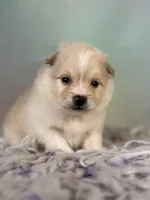 Tipton, a male Pomeranian for sale in Canton, OH – 3 of 6