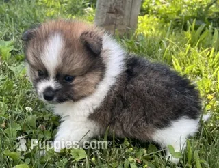 Aca Troy  – Pomeranian puppy for sale in Canton, OH