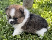 Aca Troy , a male Pomeranian for sale in Canton, OH – 1 of 4