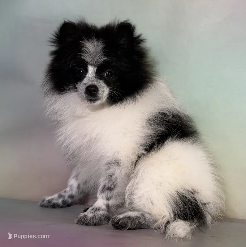Aca shiba – Pomeranian puppy for sale in Canton, OH