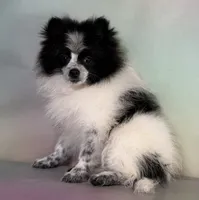 Aca shiba, a female Pomeranian for sale in Canton, OH – 1 of 9