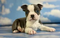 Lux, a male Frenchton for sale in Canton, OH – 6 of 6