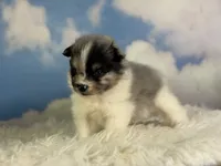Aca Puzzle , a male Pomeranian for sale in Canton, OH – 4 of 7