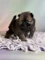 Chasity, a female Pomeranian for sale in Canton, OH – 3 of 5