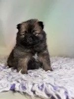 Chasity, a female Pomeranian for sale in Canton, OH – 5 of 5