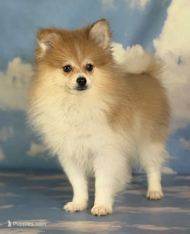 Aca Peanut  – Pomeranian puppy for sale in Canton, OH