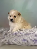Tipton, a male Pomeranian for sale in Canton, OH – 1 of 6