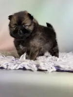 Chasity, a female Pomeranian for sale in Canton, OH – 4 of 5